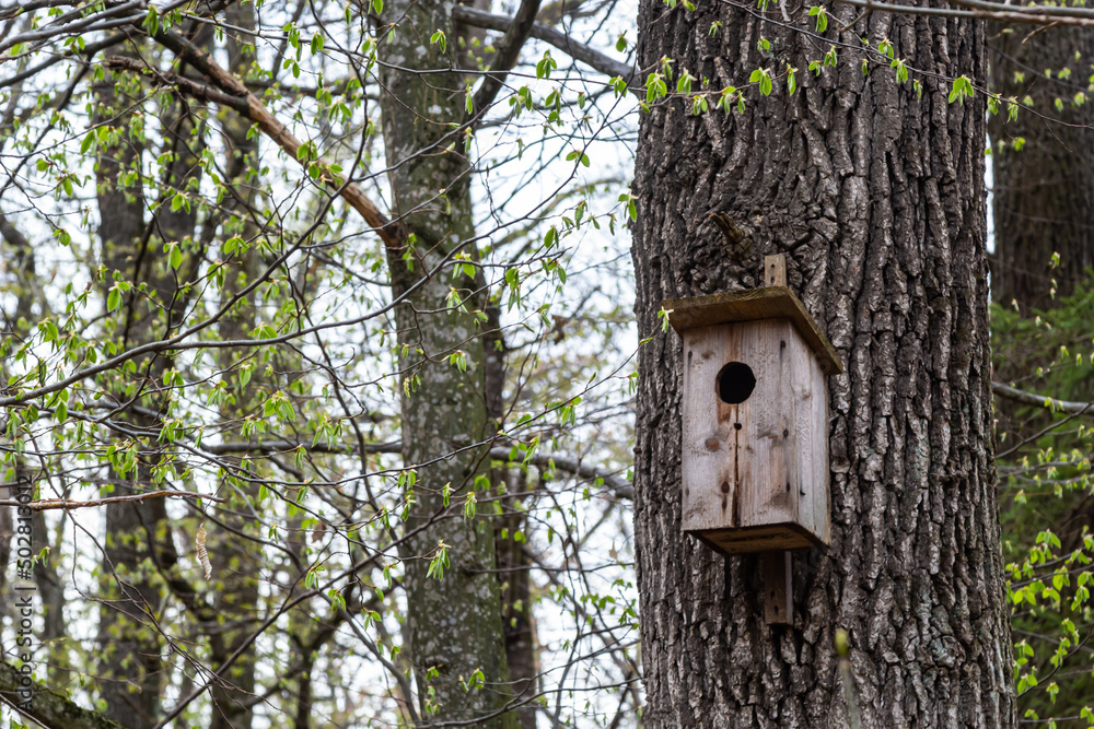 A wooden birdhouse on big old tree in park or forest in sunny spring day