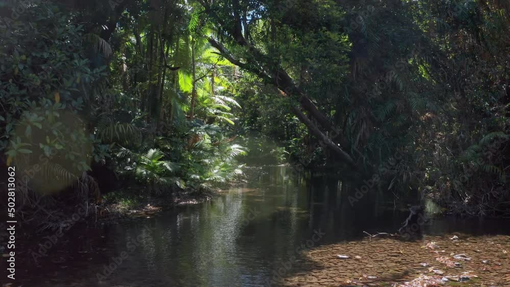 Tropical jungle forest beautiful nature. Queensland Australia wilderness Tropical jungle forest beautiful nature. Queensland Australia wilderness