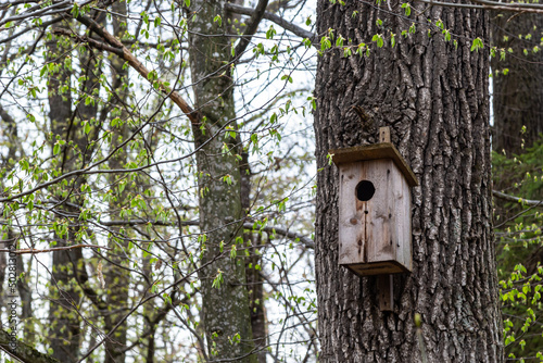 A wooden birdhouse on big old tree in park or forest in sunny spring day