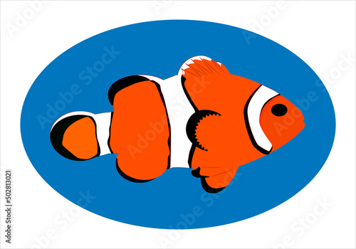 Pez payaso en naranja, blanco y negro sobre elipse azul