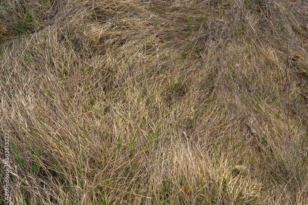 Long, dry, yellow grass dried in a parched swamp to form a beautiful natural texture Long, dry, yellow grass dried in a parched swamp to form a beautiful natural texture