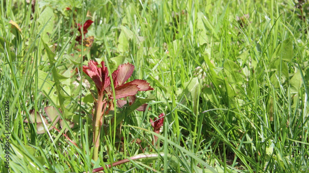 A young shoot of a red climbing rose among green grass on a sunny spring day A young shoot of a red climbing rose among green grass on a sunny spring day