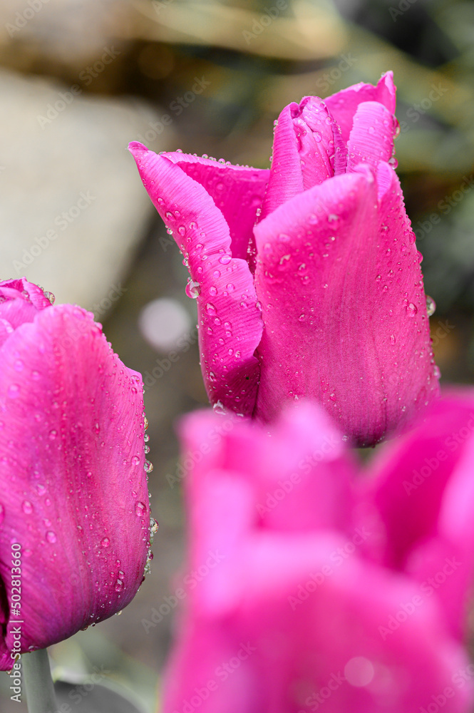 Fototapeta premium Tulipan. Tulipany zmoczone wodą. Tulipany macro. Mokre tulipany. Tulipan w zbliżeniu macro. Różowy tulipan zmoczony wodą. Kropla wody na tulipanie.