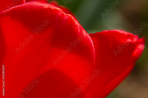 Red blooming tulip close-up. Wet wide red tulip petals with a black core and shiny water drops. Red beautiful tulip background. View from above