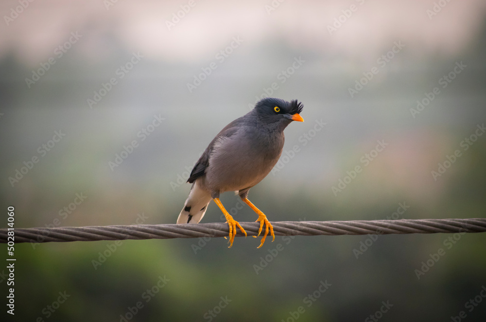 Beautiful jungle myna(shalik)bird looking angry on electrict wire selective focus images. Beautiful jungle myna(shalik)bird looking angry on electrict wire selective focus images.