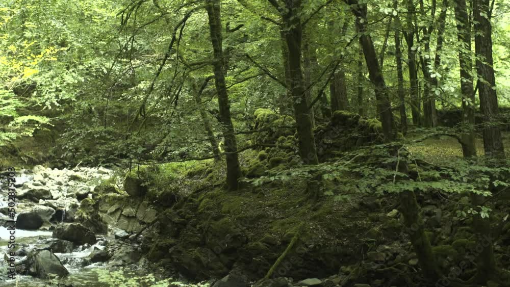 A stream runs past a wild patch woodland in Wales, UK. The wind softly blows the branches of the trees as water trickles past. A stream runs past a wild patch woodland in Wales, UK. The wind softly blows the branches of the trees as water trickles past.