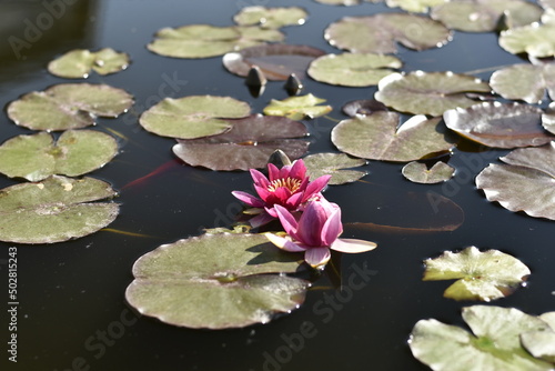 fleur de lotus au jardin japonais