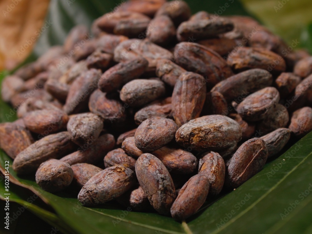 Cocoa beans close up Cocoa beans close up
