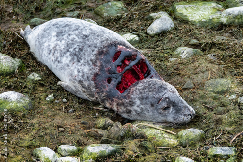 Young dead gray seal on the beach photo