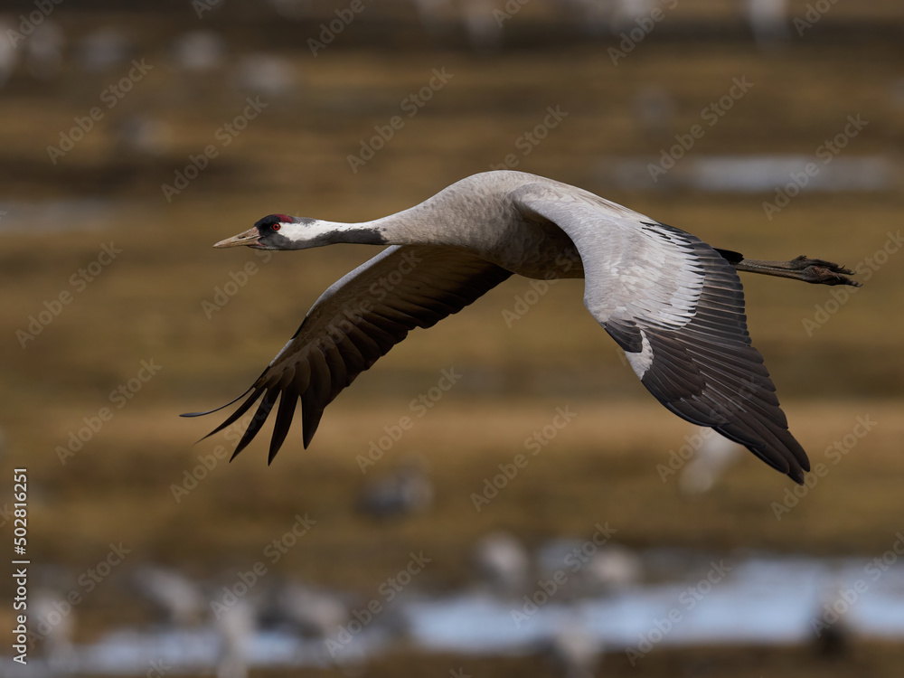 Fototapeta premium Common crane (Grus grus)