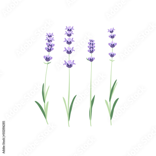 Set of four vector lavender flowers on a white background
