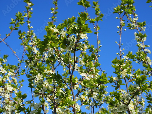 Plum blossoms. White plum flowers on a background of light blue sky