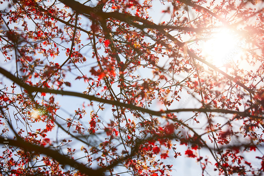 maple leaves over blue sky