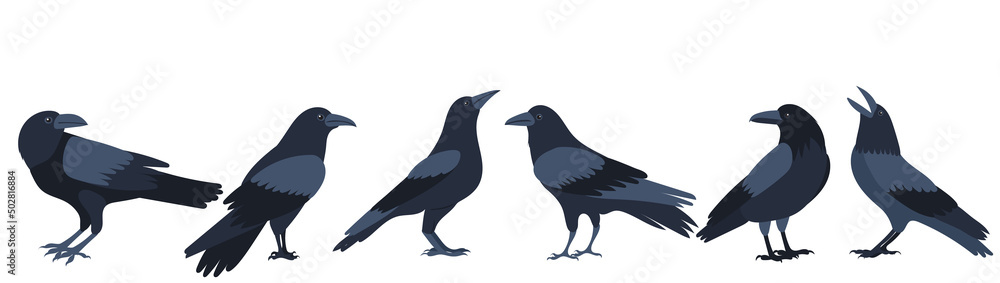 crows, birds flat design ,isolated, vector crows, birds flat design ,isolated, vector
