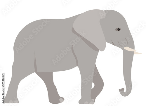 elephant flat design ,isolated, vector © zolotons
