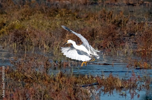 snowy egret landing in wetlands in Newport Beach California on a sunny day