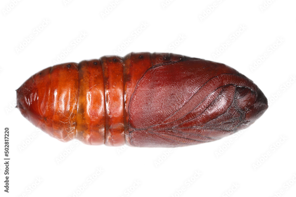 Pupa of pine processionary (Thaumetopoea pityocampa) is a moth of the family Notodontidae, known for the irritating hairs of its caterpillars, pest of coniferous forests. Pupa of pine processionary (Thaumetopoea pityocampa) is a moth of the family Notodontidae, known for the irritating hairs of its caterpillars, pest of coniferous forests.