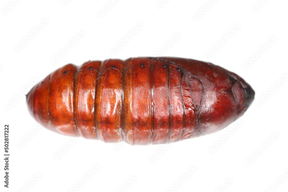 Pupa of pine processionary (Thaumetopoea pityocampa) is a moth of the family Notodontidae, known for the irritating hairs of its caterpillars, pest of coniferous forests. Pupa of pine processionary (Thaumetopoea pityocampa) is a moth of the family Notodontidae, known for the irritating hairs of its caterpillars, pest of coniferous forests.