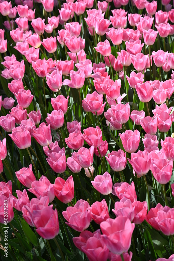 Super-cluster of rows of tulips of all pink colourful . These amazing summer, spring blooms make for spectacular viewing, amongst the world's greatest tulip collections. A true treat from nature.