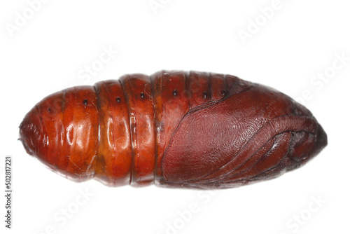Pupa of pine processionary (Thaumetopoea pityocampa) is a moth of the family Notodontidae, known for the irritating hairs of its caterpillars, pest of coniferous forests. photo