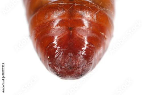 Pupa of pine processionary (Thaumetopoea pityocampa) is a moth of the family Notodontidae, known for the irritating hairs of its caterpillars, pest of coniferous forests. photo