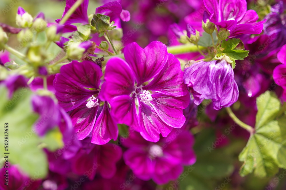 紫色のタチアオイの花