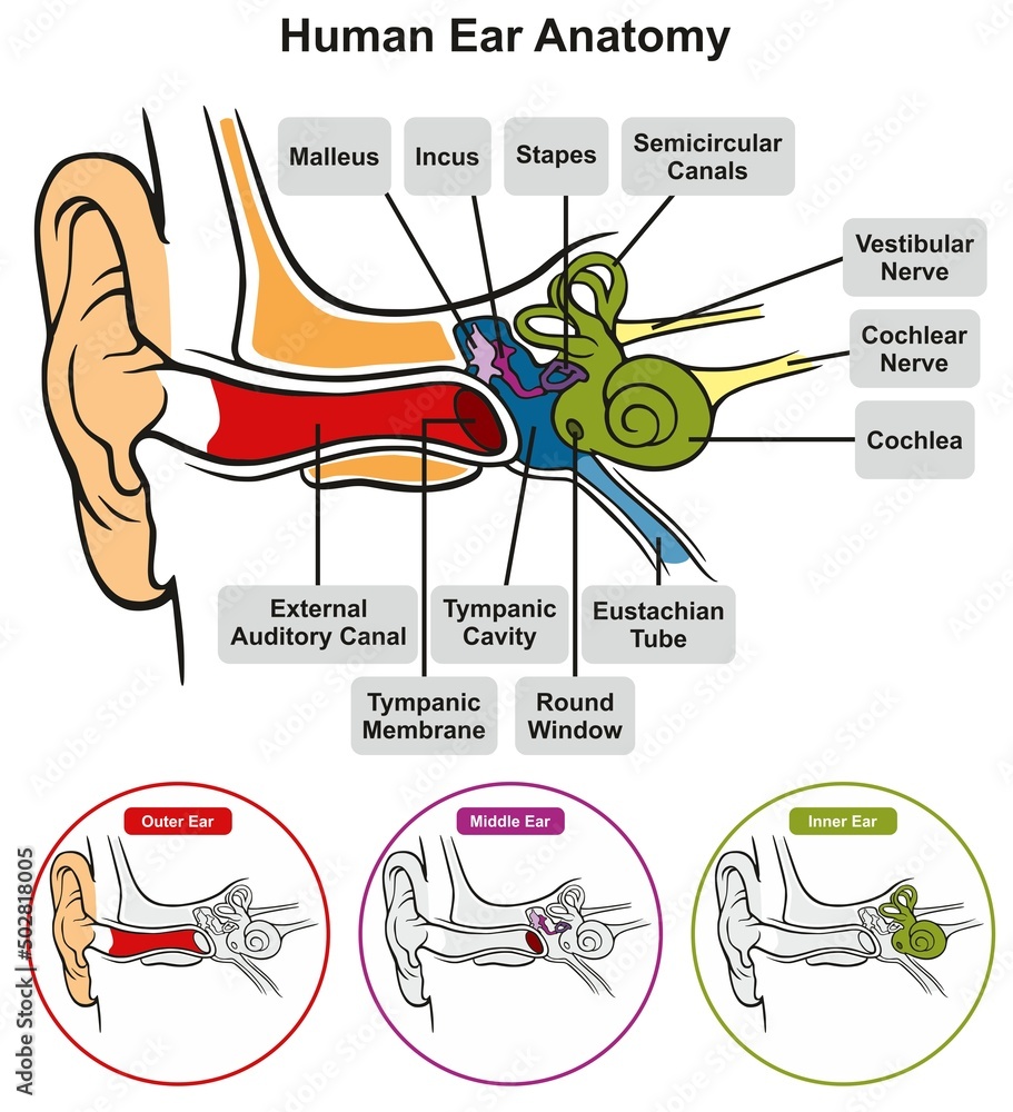 Human Ear Anatomy Infographic Diagram Structure Of Inner Middle And Human Ear Anatomy Infographic Diagram Structure Of Inner Middle And
