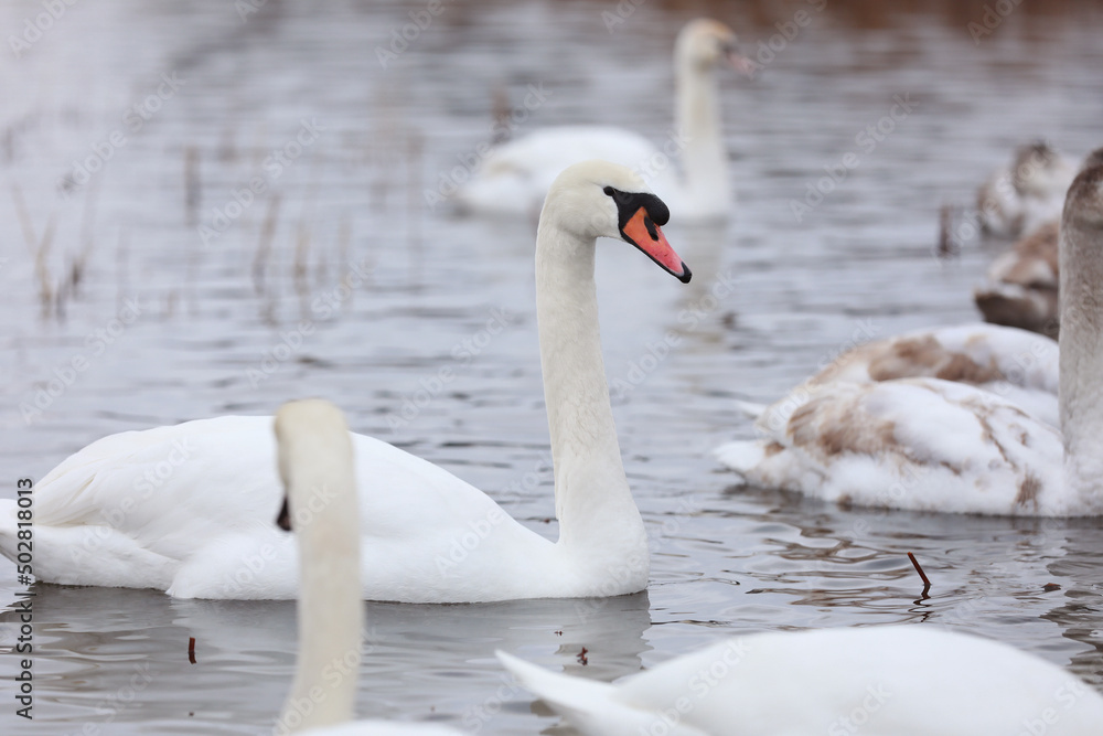 Obraz premium Flock swans swims in the pond. Wintering of wild birds in the city. Survival of birds, nature care, ecology environment concept, fauna ecosystem