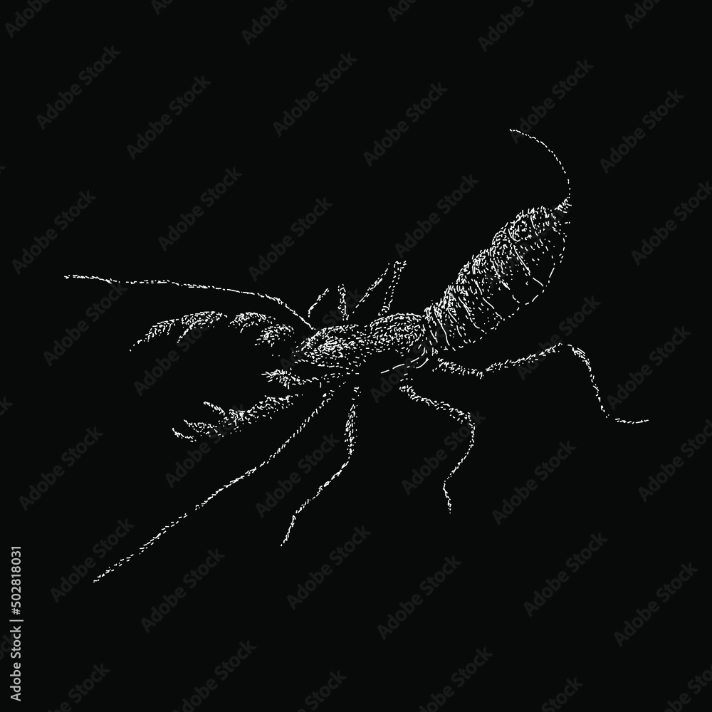 Vinegaroon hand drawing vector illustration isolated on black