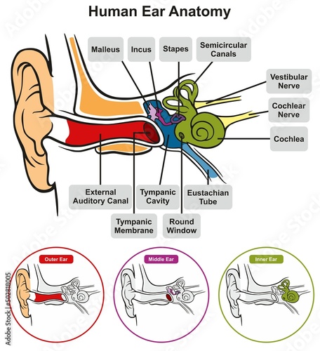Human ear anatomy infographic diagram structure of inner middle and outer ear parts hearing organ 3d illustration isolated close up body chart vector art drawing auditory canal Eustachian tube  photo