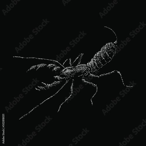 Canvas Vinegaroon hand drawing vector illustration isolated on black background