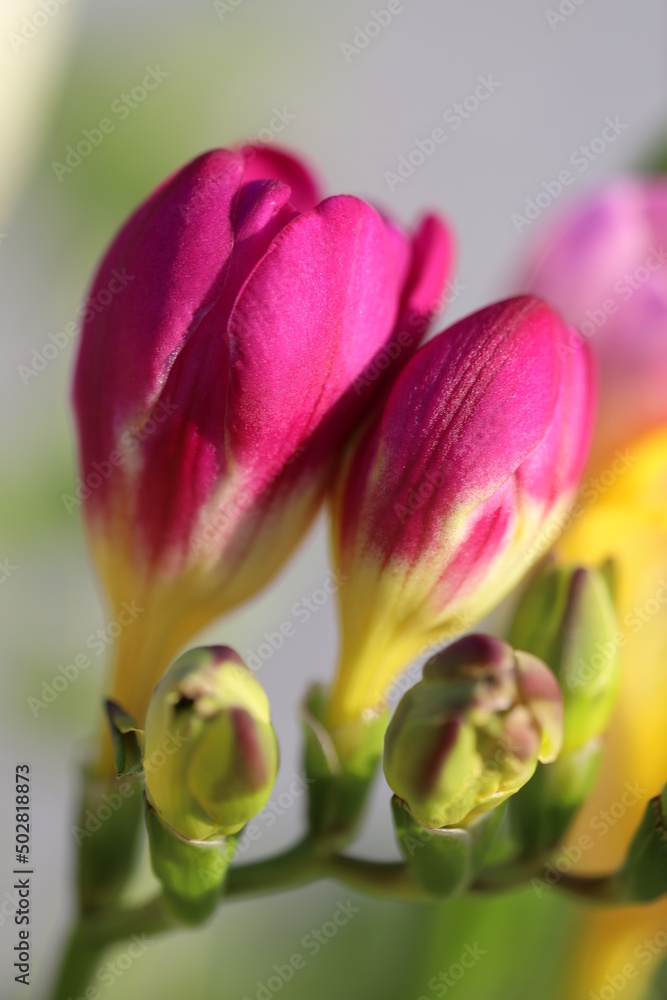 pink fresia pink fresia