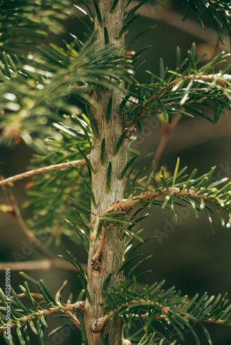 Fir tree branch close up. Shallow focus. Fluffy fir tree branch close up. copy space. 