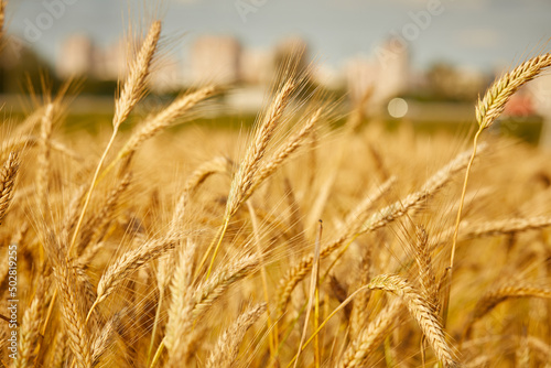 Ripe wheat field, organic farm
