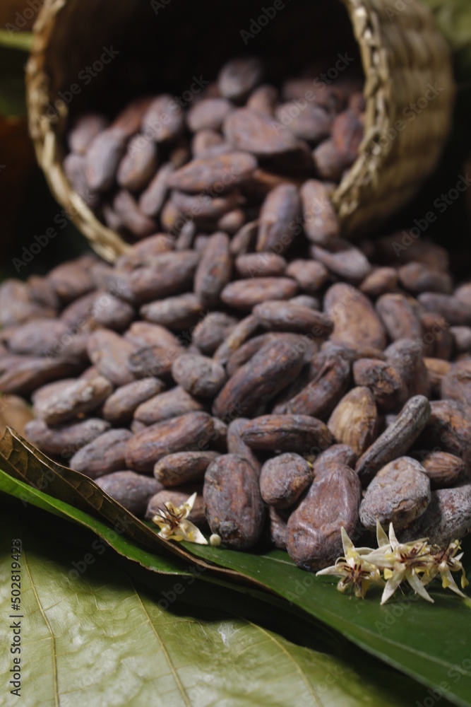 Cocoa beans and flowers Cocoa beans and flowers