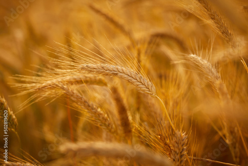 Ripe wheat field  organic farm
