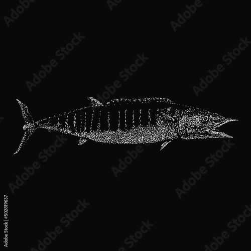 wahoo fish hand drawing vector illustration isolated on black background