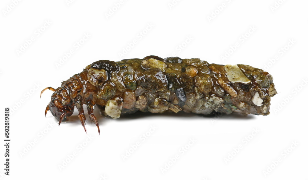 Caddisflies, aquatic larvae isolated on white Caddisflies, aquatic larvae isolated on white