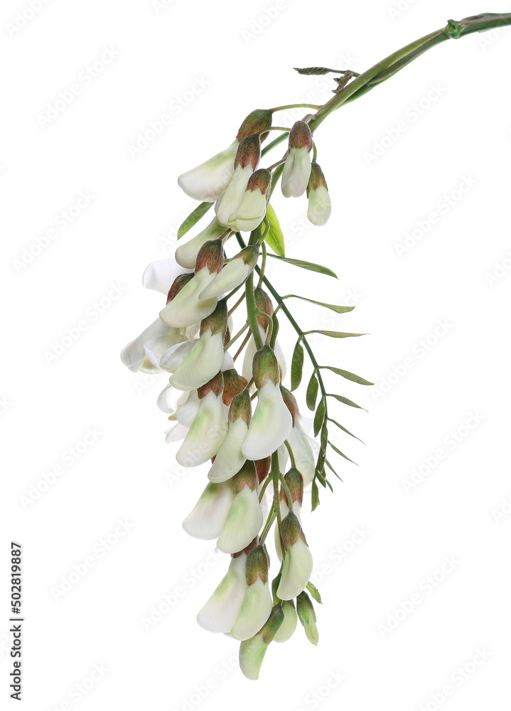 Acacia flowers and leaves (black locust) isolated on white, Robinia pseudoacacia (White acacia) Acacia flowers and leaves (black locust) isolated on white, Robinia pseudoacacia (White acacia)