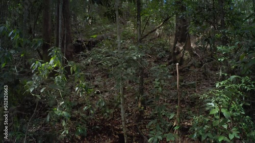 Roots and trunk of large tree in jungle forest of Queensland wild nature reserve photo