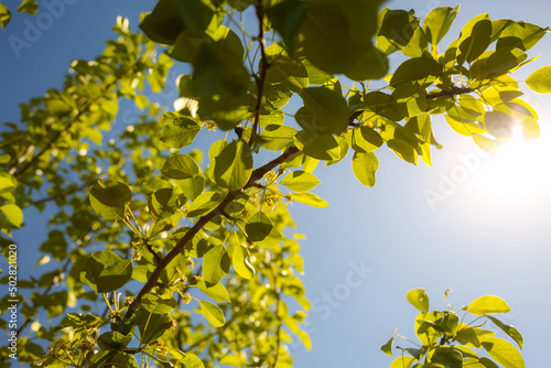 Pear leaves with blue sky as background