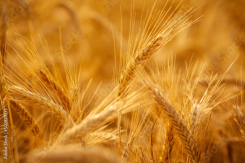 Ripe wheat field  organic farm