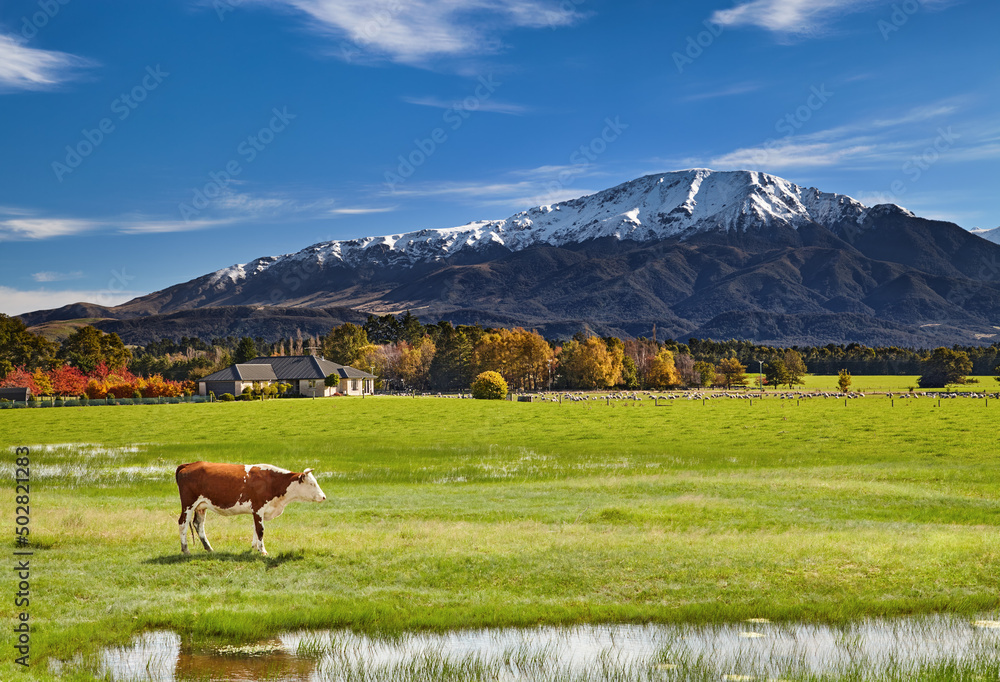 Fototapeta premium Farmland with grazing sheep and cows