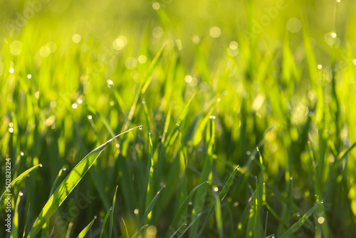 Dew drops in the form of bokeh on young wheatgrass in a spring field. High quality photo