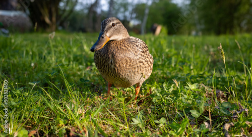 curious female mallard duck on a green meadow