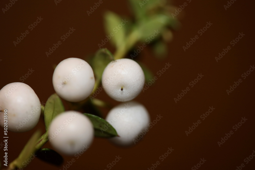 White round Gaultheria fruits close up botanical background family ericaceae high quality big size prints home decor shop wall poster White round Gaultheria fruits close up botanical background family ericaceae high quality big size prints home decor shop wall poster