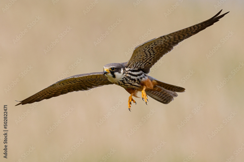 Fototapeta premium Eurasian hobby in flight