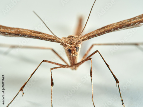 Plume moth on a white background. Pterophoridae 