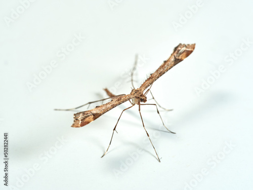 Plume moth on a white background. Pterophoridae 