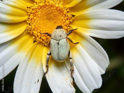 Monkey beetle on a flower. Genus hoplia.     photo